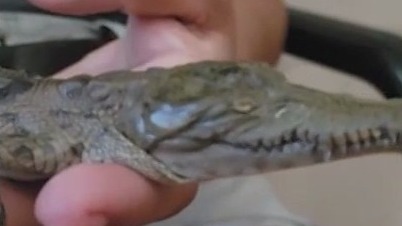 Croc born without eyes thrives at sanctuary