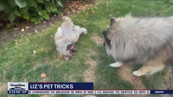 Liz's Pet Tricks for Wednesday, August 17