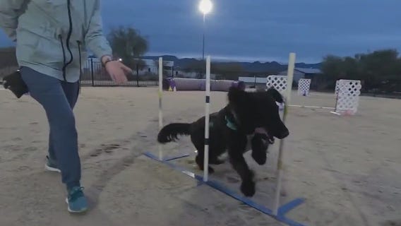 Dogs compete in agility competition to raise money