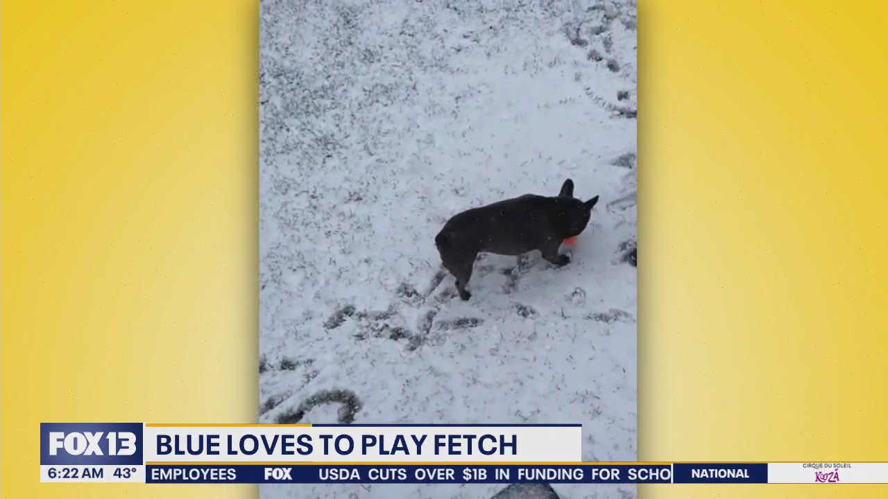 Pet Tricks for Wednesday, March 12