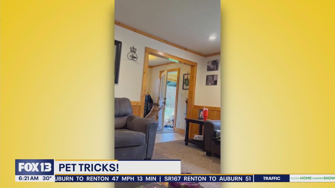 Pet Tricks for Monday, January 27