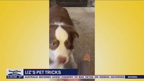 Liz's Pet Tricks for Tuesday, April 4