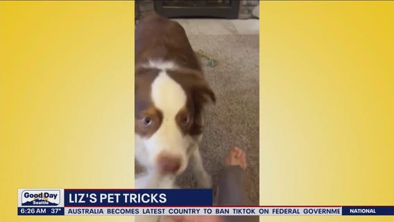 Liz's Pet Tricks for Tuesday, April 4