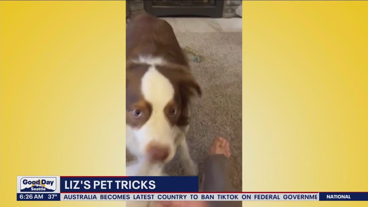 Liz's Pet Tricks for Tuesday, April 4