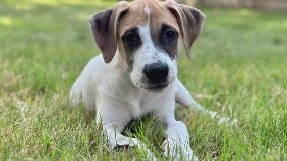 Pet of the Week: Jack from APA!