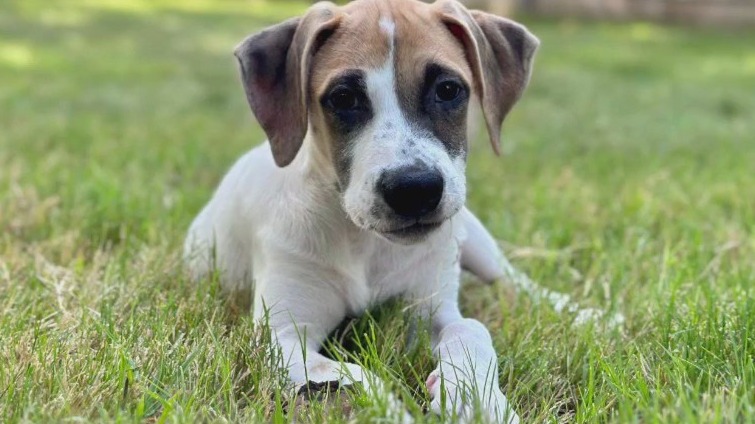 Pet of the Week: Jack from APA!