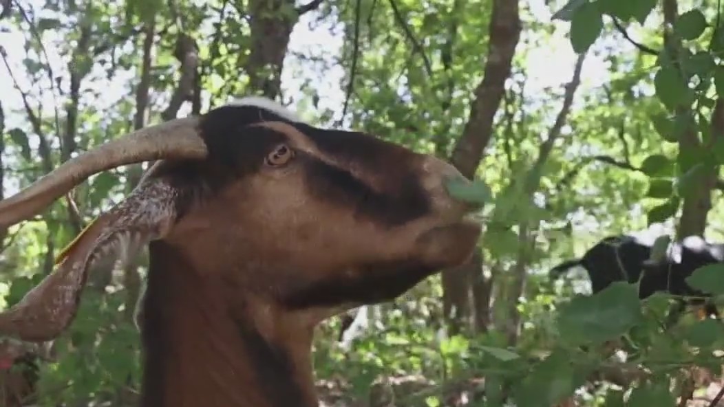 Goats tackle poison ivy along Lady Bird Lake