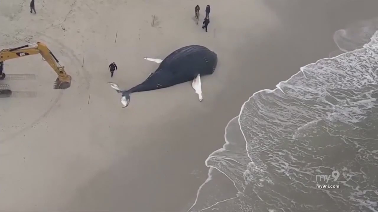 NJ Now: Dispute over clean energy and its threat to wildlife