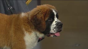 Meet Winston, a Chicago suburb's new comfort pup