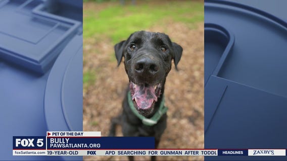 Pet of the Day from PAWS Atlanta