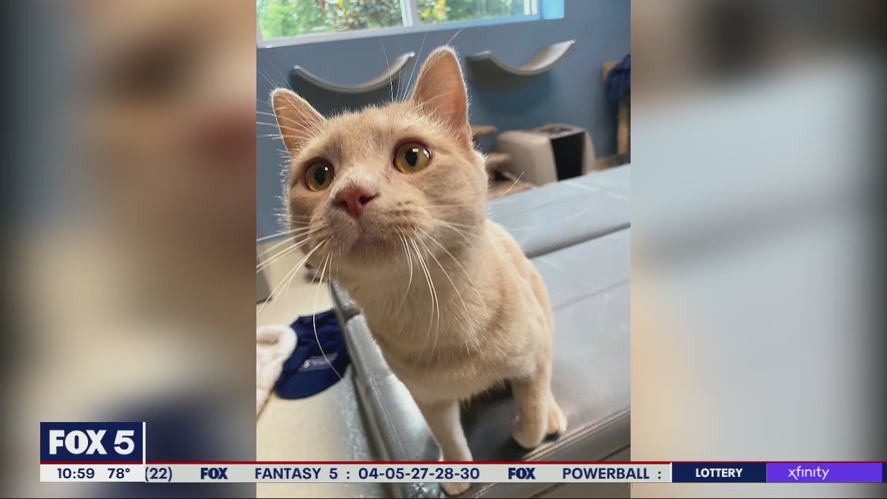 Pet of the Day from Humane Society of Cobb County | FOX 5 Atlanta