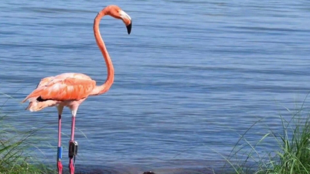 Are flamingoes on the verge of a comeback in Florida? 