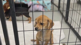 Houston Pets Alive conducting largest fundraiser ever