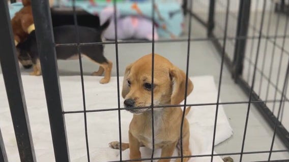 Houston Pets Alive conducting largest fundraiser ever