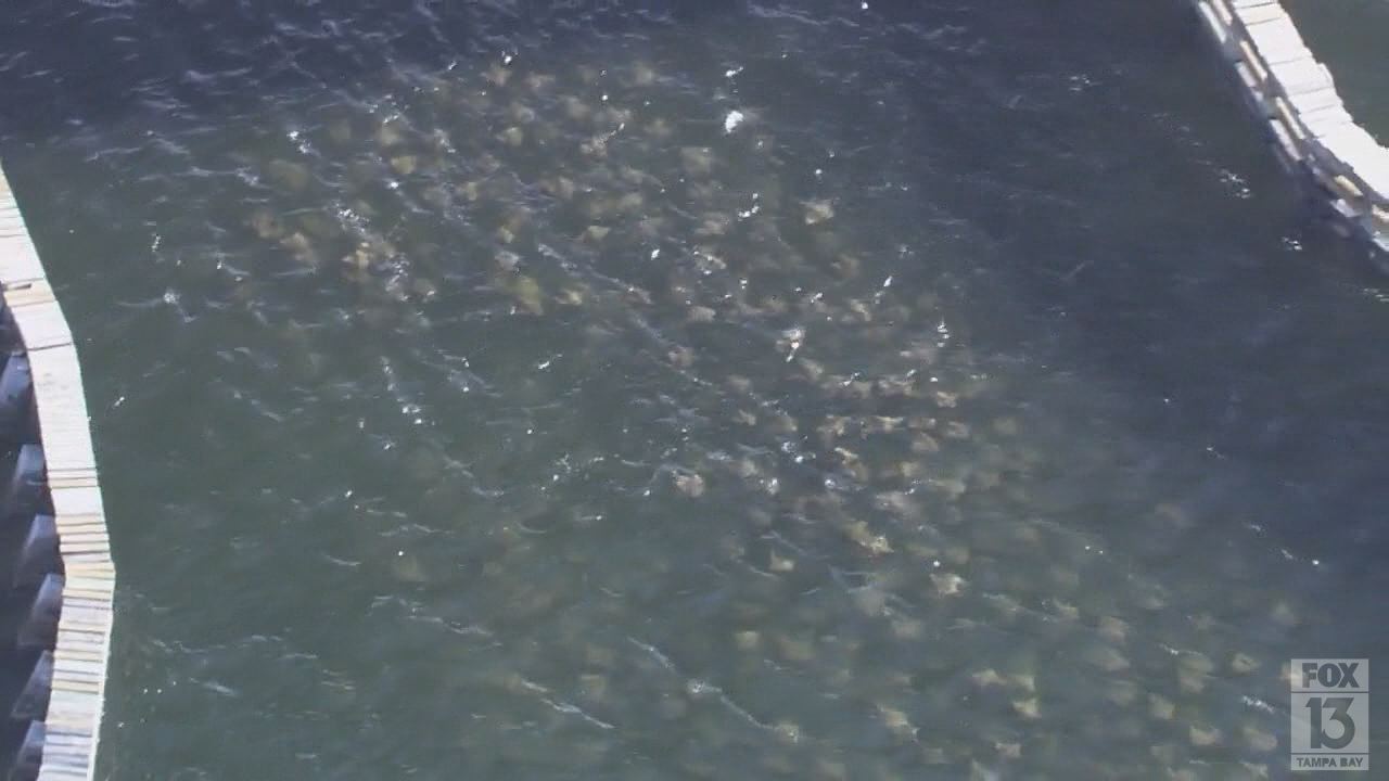 Rays swim under Gandy Bridge