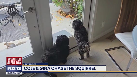 Good Day Pet Tricks for Monday, Dec. 15