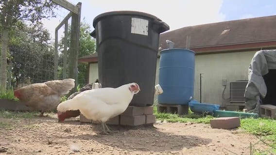 La Marque?s Great Chicken Debate