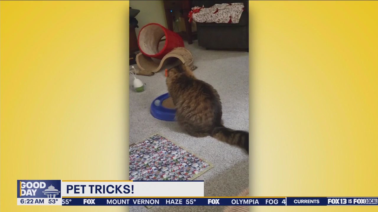 Pet Tricks for Friday, September 13