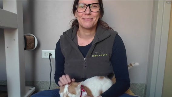 Tree House Humane Society gearing up for National Pet Adoption Week