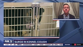 Kennel cough, upper respiratory infections on the rise among dogs
