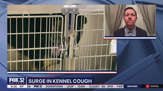 Kennel cough, upper respiratory infections on the rise among dogs