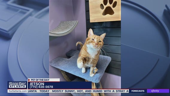 Pet of the Day from Humane Society of Cobb County