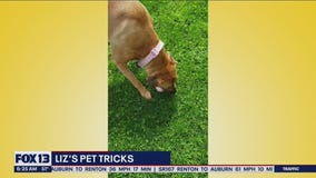 Liz's Pet Tricks for Wednesday, May 25