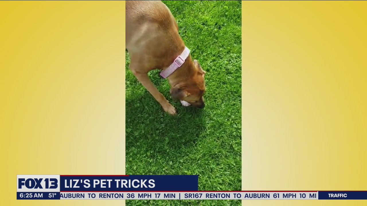 Liz's Pet Tricks for Wednesday, May 25