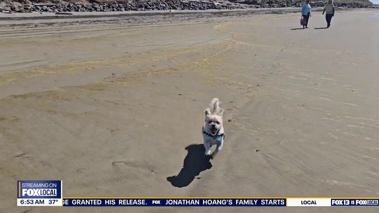 Pet Tricks for Tuesday, December 23