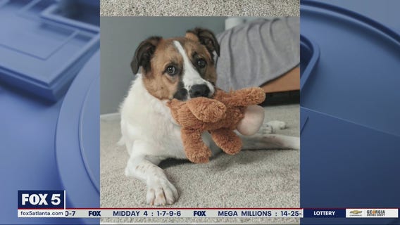 Pet of the Day from Angels Among Us Pet Rescue