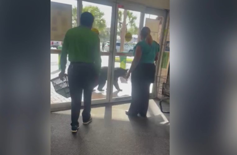 Bear spotted outside Florida Publix