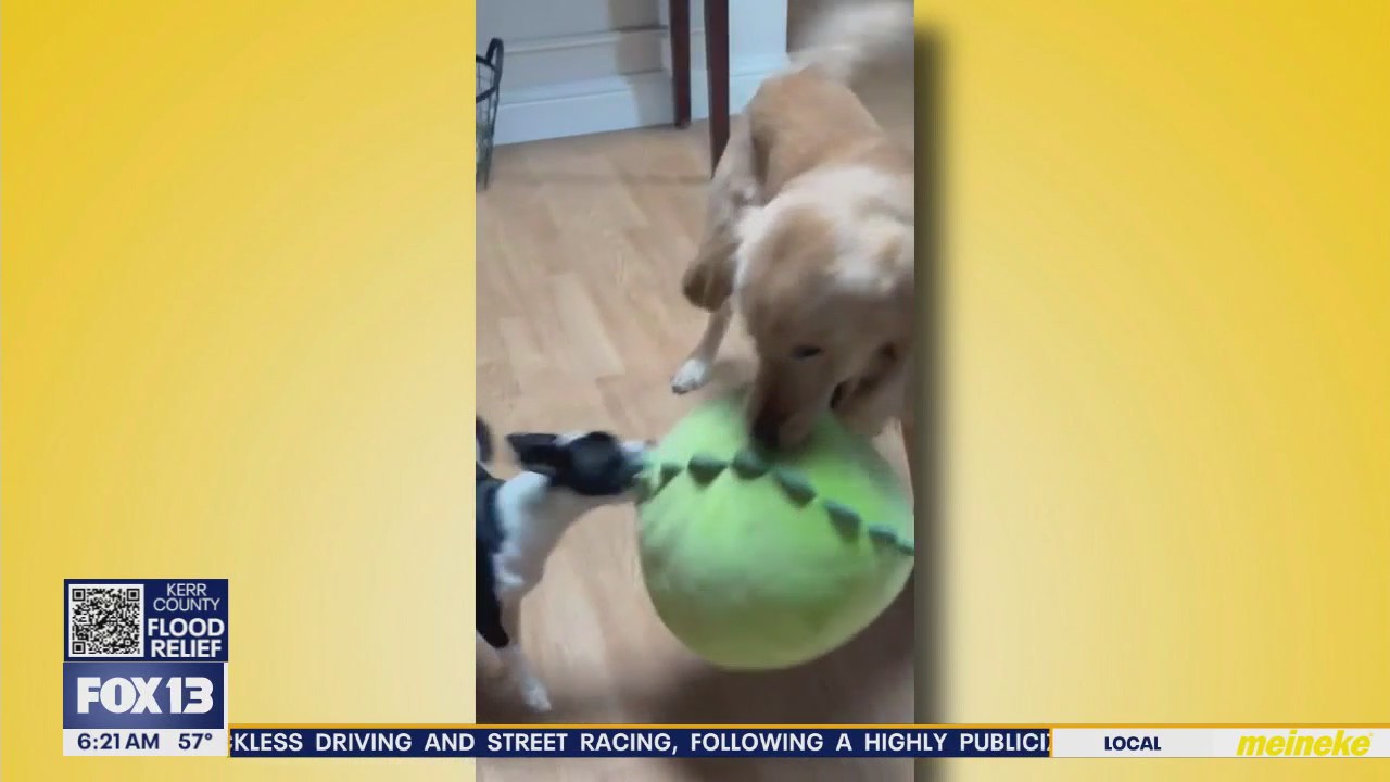 Pet Tricks for Tuesday, July 8