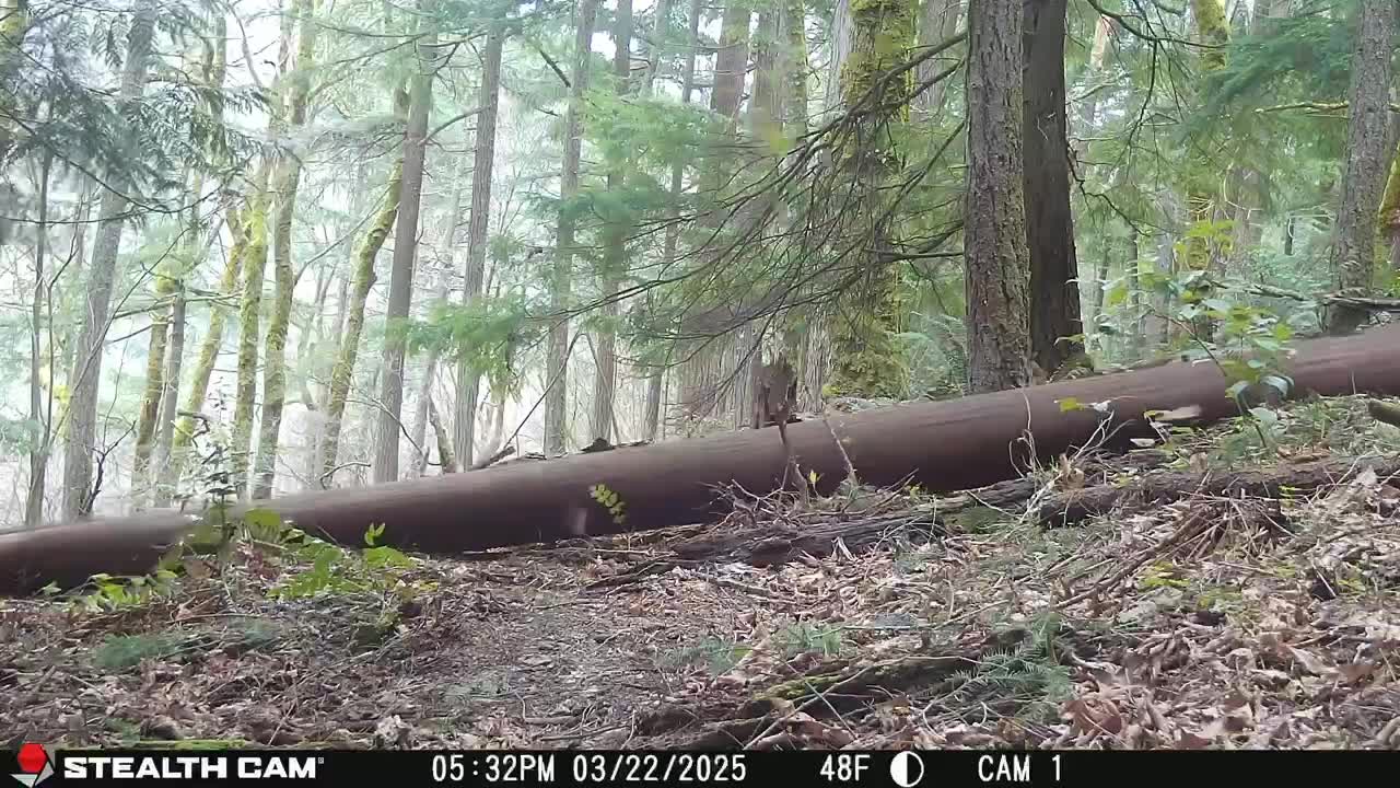 VIDEO: Forest camera captures illegal tree-cutting in King County, WA