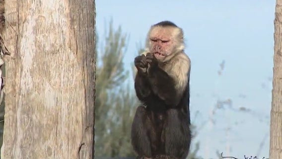 Keeping animals warm at the Wildlife World Zoo