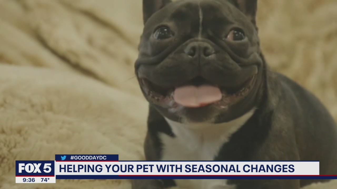 Helping your pet deal with seasonal changes