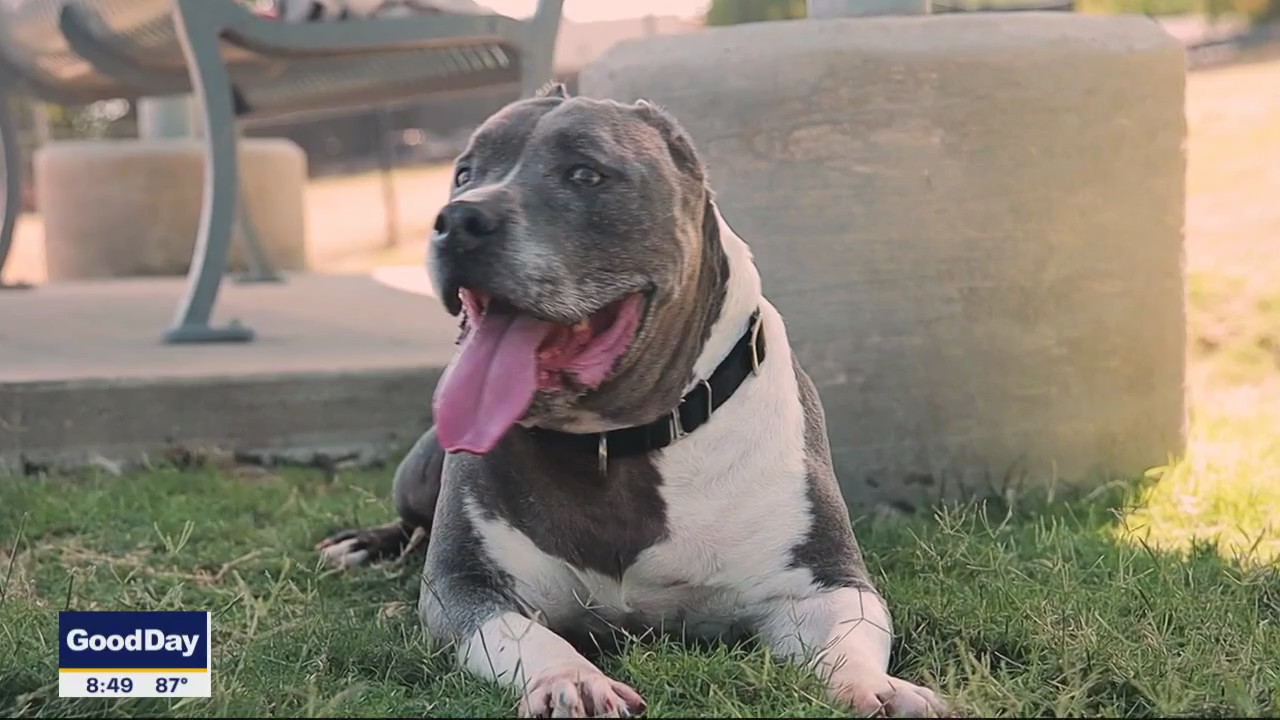 Dog of the Day: Bruno