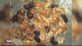 One of the world's most destructive insects found at Dulles, BWI airports