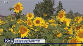 Sunflowers as far as the eyes can see at Thompson Strawberry Farm