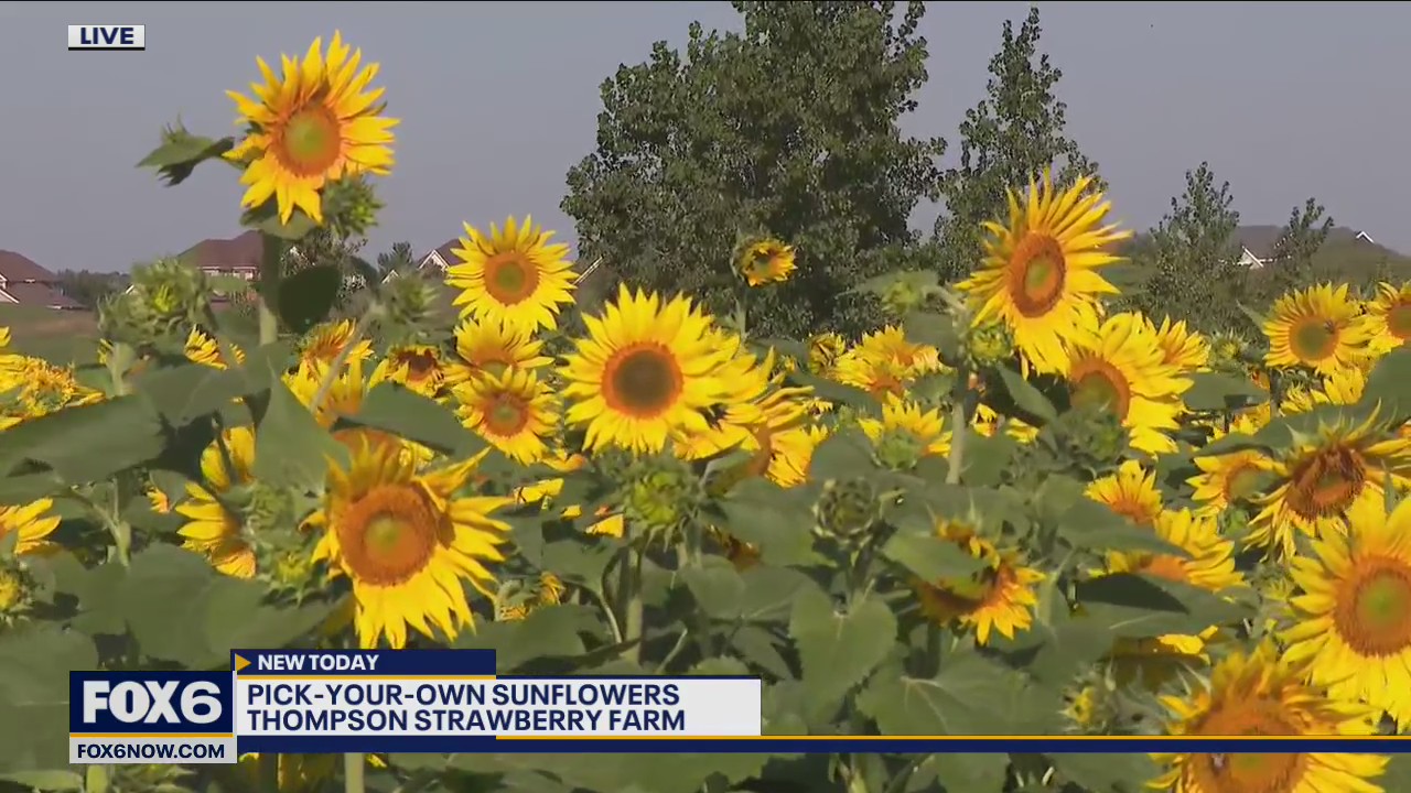 Sunflowers as far as the eyes can see at Thompson Strawberry Farm