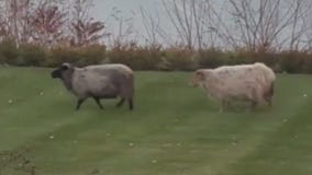 Mequon sheep on the lam!