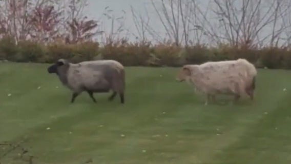 Mequon sheep on the lam!
