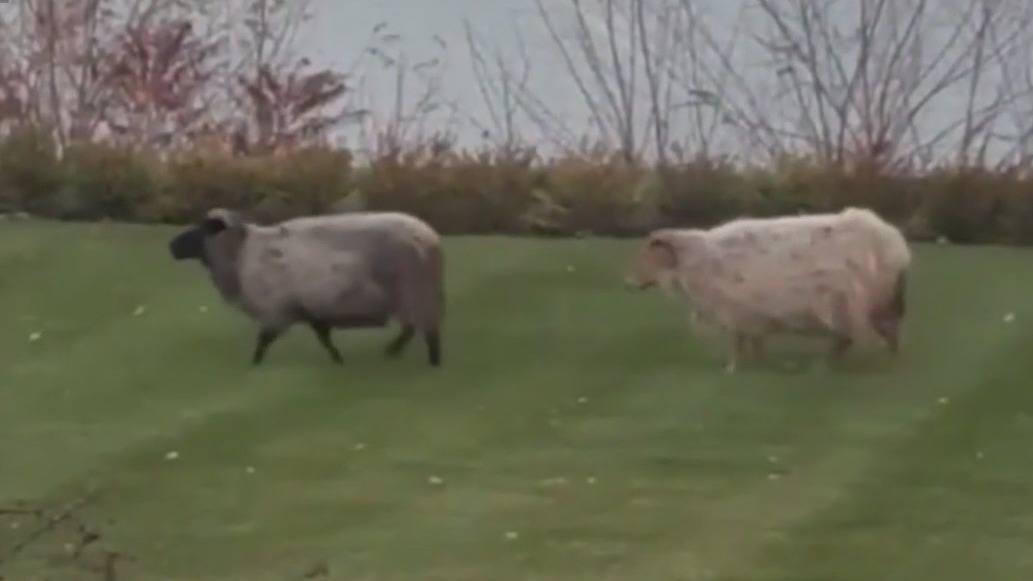 Mequon sheep on the lam!