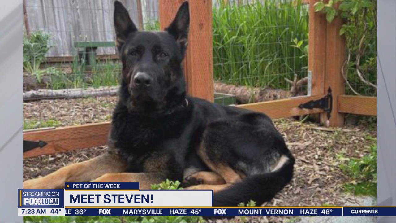 Pet of the Week: Steven