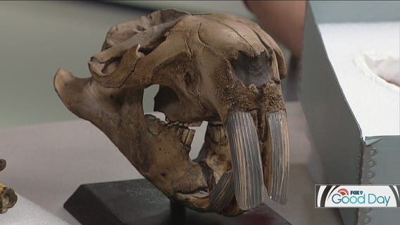 Amaze your kids with these fossils at the Science Museum of Minnesota