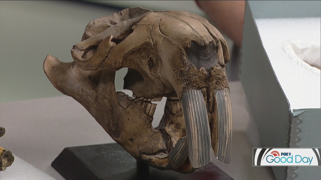 Amaze your kids with these fossils at the Science Museum of Minnesota