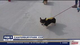 Corgi races return to Canterbury Park this weekend