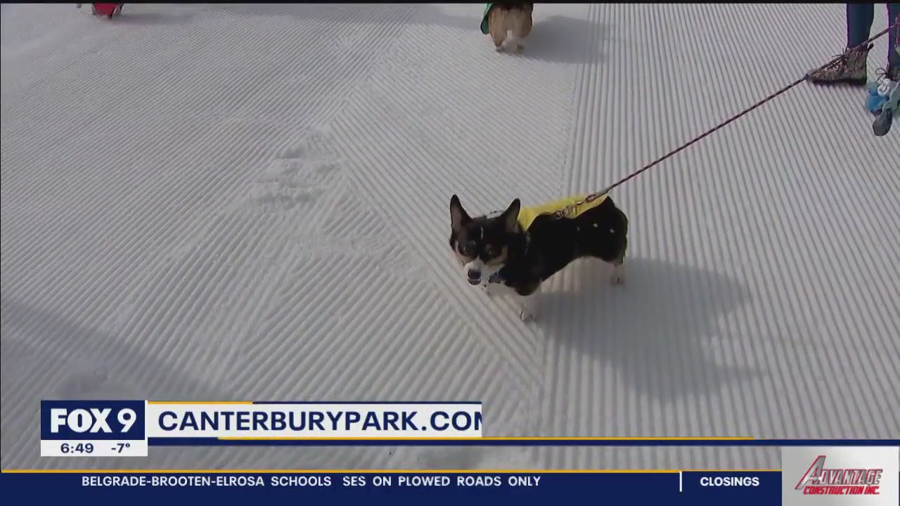 Corgi races return to Canterbury Park this weekend