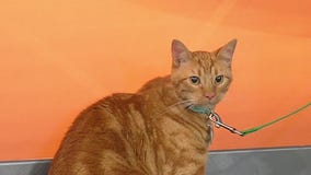 Meet Noodle: Our Pet of the Day