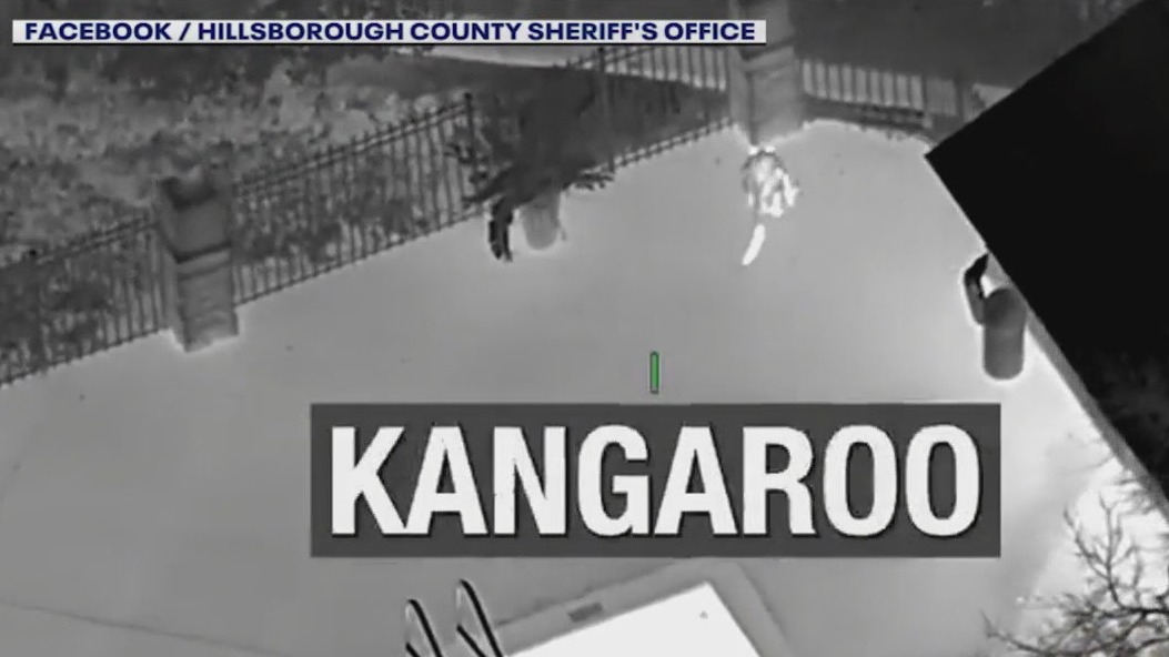 Kangaroo on the loose at Florida apartments