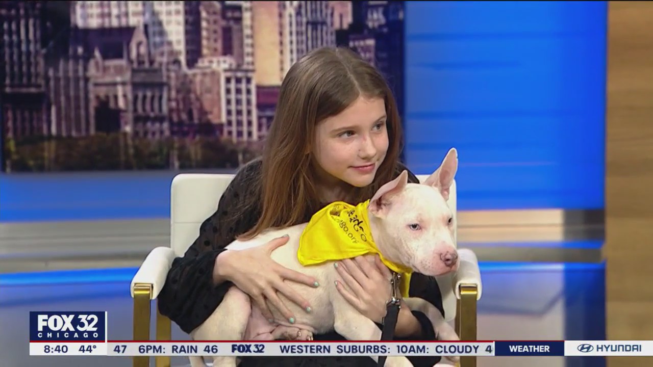 9-year-old girl gives back $150 gift card to PAWS Chicago to help homeless pets